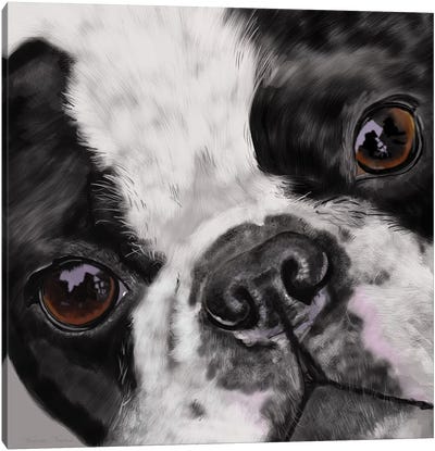 Boston Terrier Close Up Canvas Art Print - Vicki Newton
