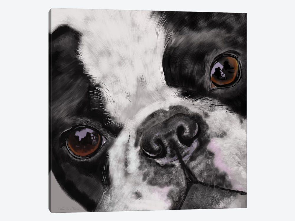 Boston Terrier Close Up by Vicki Newton 1-piece Canvas Art Print