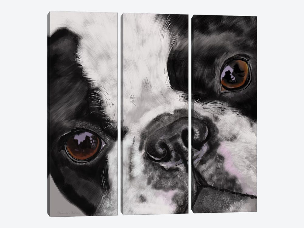Boston Terrier Close Up by Vicki Newton 3-piece Canvas Print