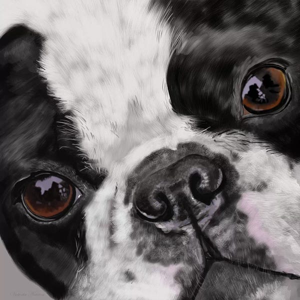 Vicki Newton: Boston Terrier Close Up by Vicki Newton