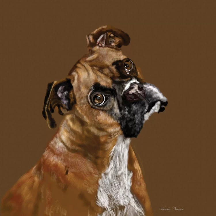 Boxer Portrait