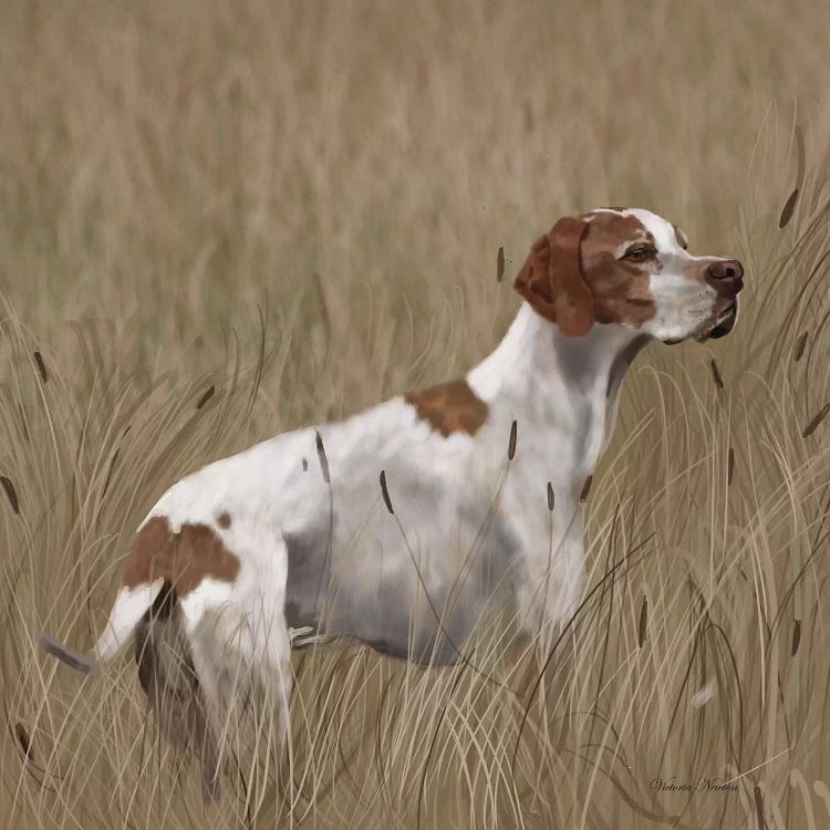Brittainy Spaniel by Vicki Newton wall art
