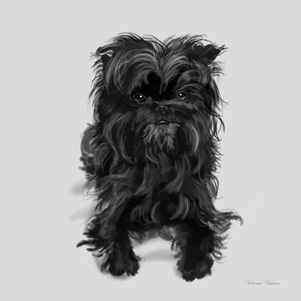 Vicki Newton: Affenpinscher by Vicki Newton