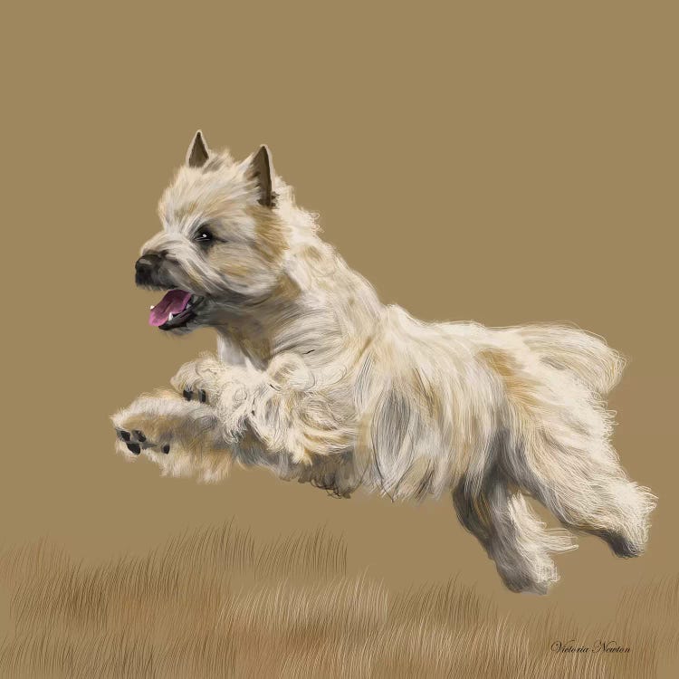 Cairn Terrier