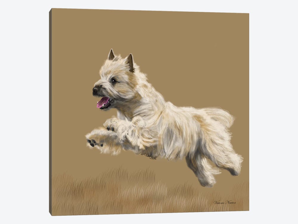 Cairn Terrier by Vicki Newton 1-piece Canvas Print