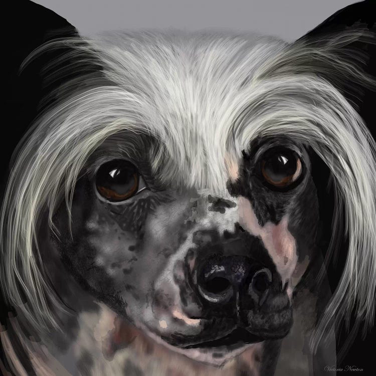 Chinese Crested