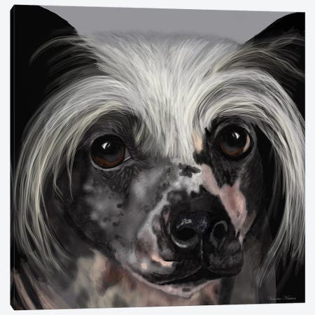 Chinese Crested Canvas Print #VNE25} by Vicki Newton Canvas Artwork