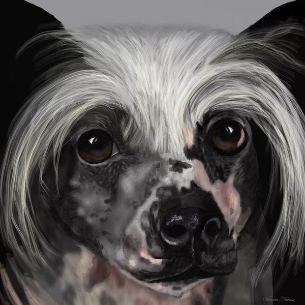 Vicki Newton: Chinese Crested by Vicki Newton