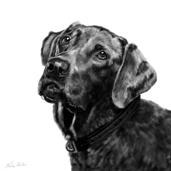 Vicki Newton: Choc Lab by Vicki Newton