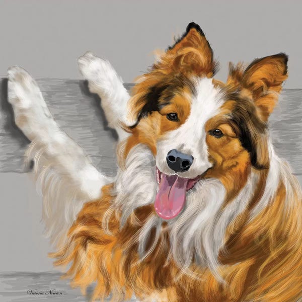 Collies: Collie by Vicki Newton