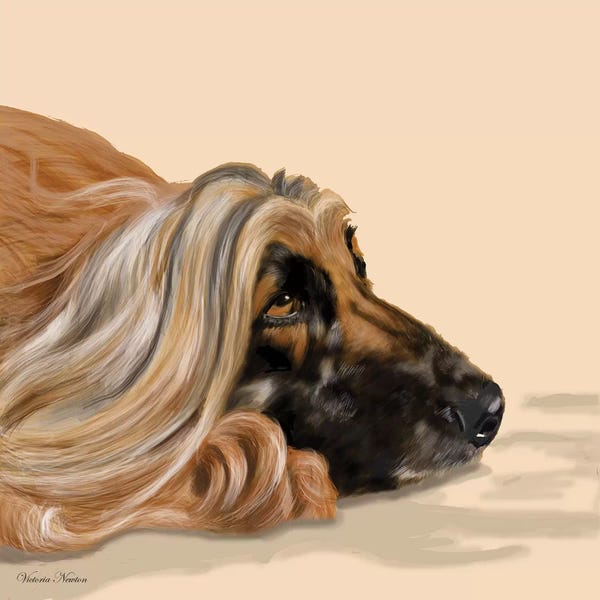 Vicki Newton: Afghan Hound by Vicki Newton