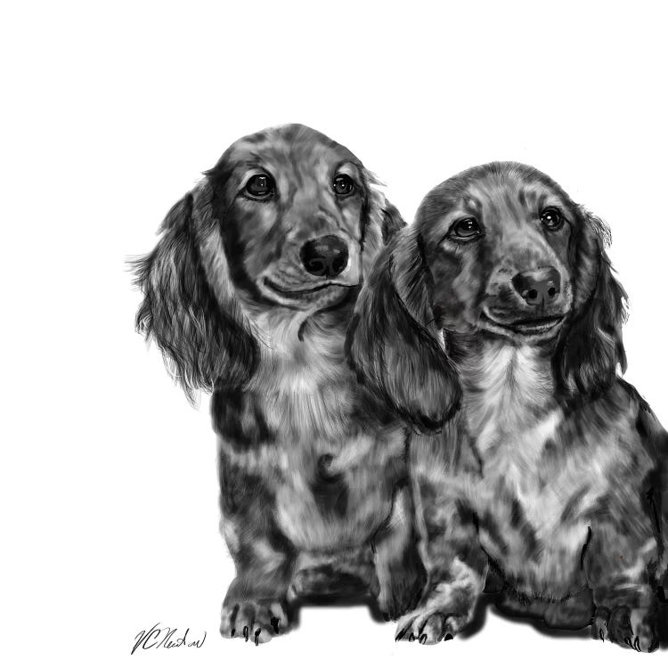 Dachshund Pair In Black & White