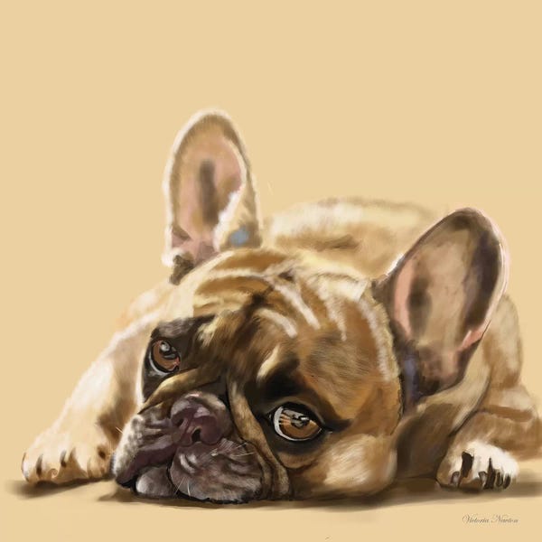 Vicki Newton: French Bulldog Resting by Vicki Newton