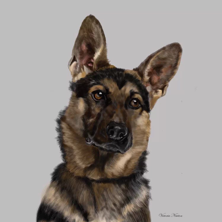 German Shepherd