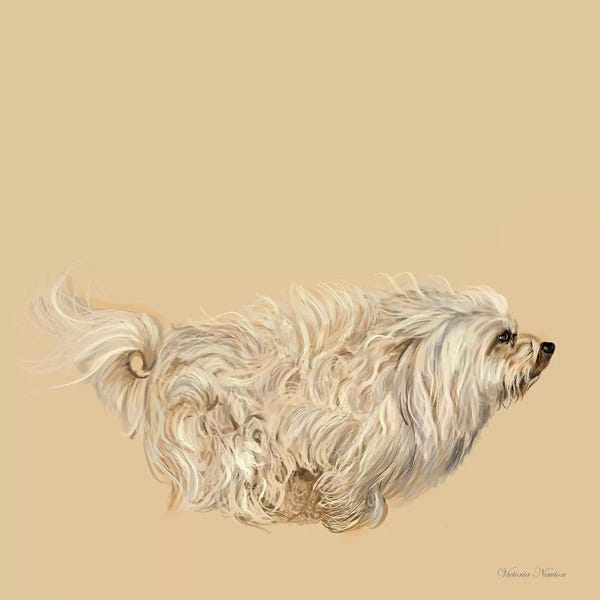 Vicki Newton: Havanese by Vicki Newton