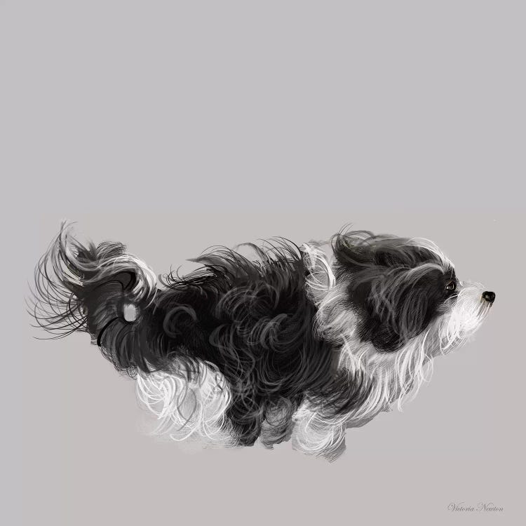 Havanese In  Black & White