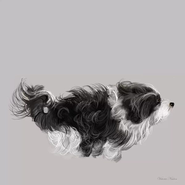 Vicki Newton: Havanese In  Black & White by Vicki Newton
