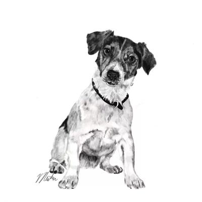 Jack Russell In Black & White by Vicki Newton metal wall art