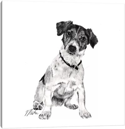Jack Russell In Black & White Canvas Art Print - Vicki Newton
