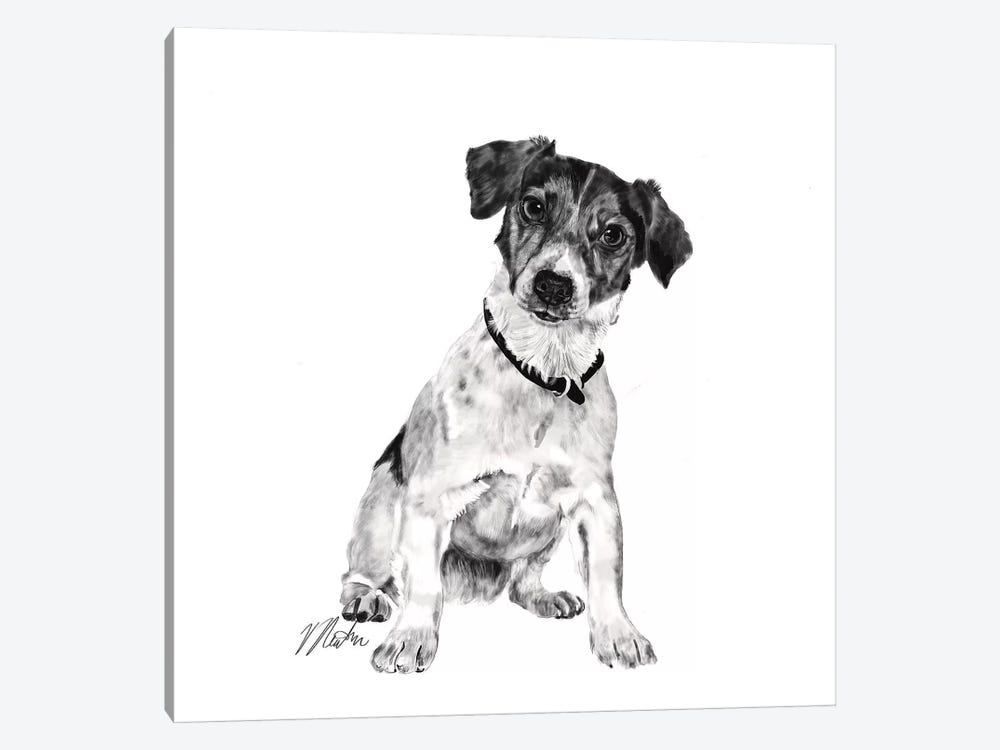 Jack Russell In Black & White by Vicki Newton 1-piece Canvas Print