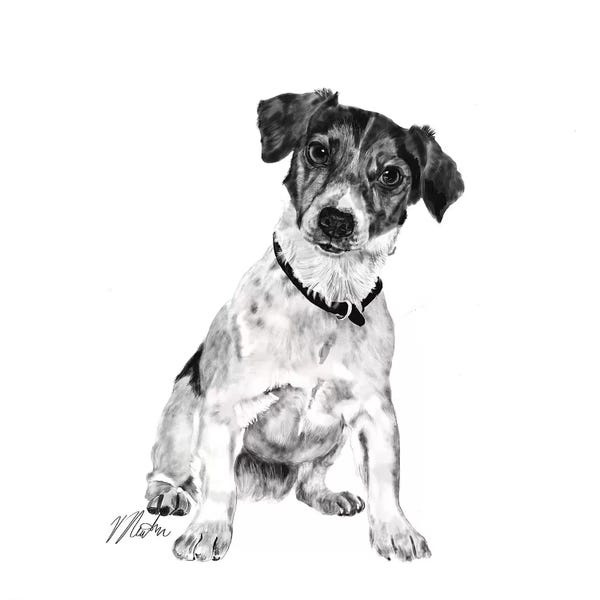 Vicki Newton: Jack Russell In Black & White by Vicki Newton