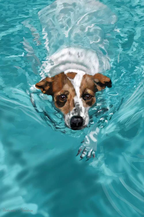 Jack Russell Swimming