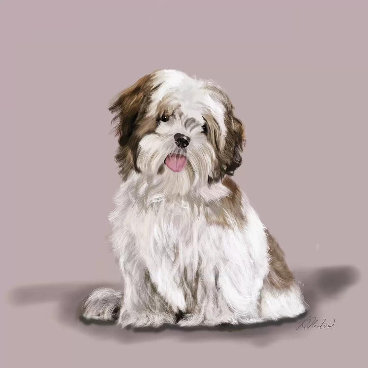 Lhasa Apso