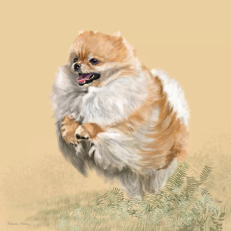 Pomeranian