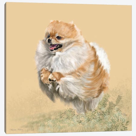 Pomeranian Canvas Print #VNE58} by Vicki Newton Canvas Art