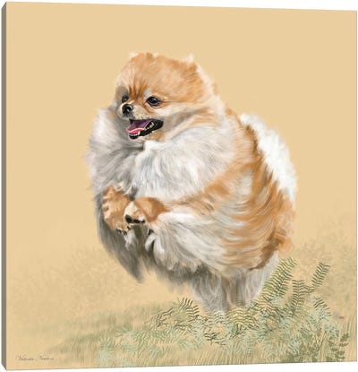 Pomeranian Canvas Art Print - Vicki Newton