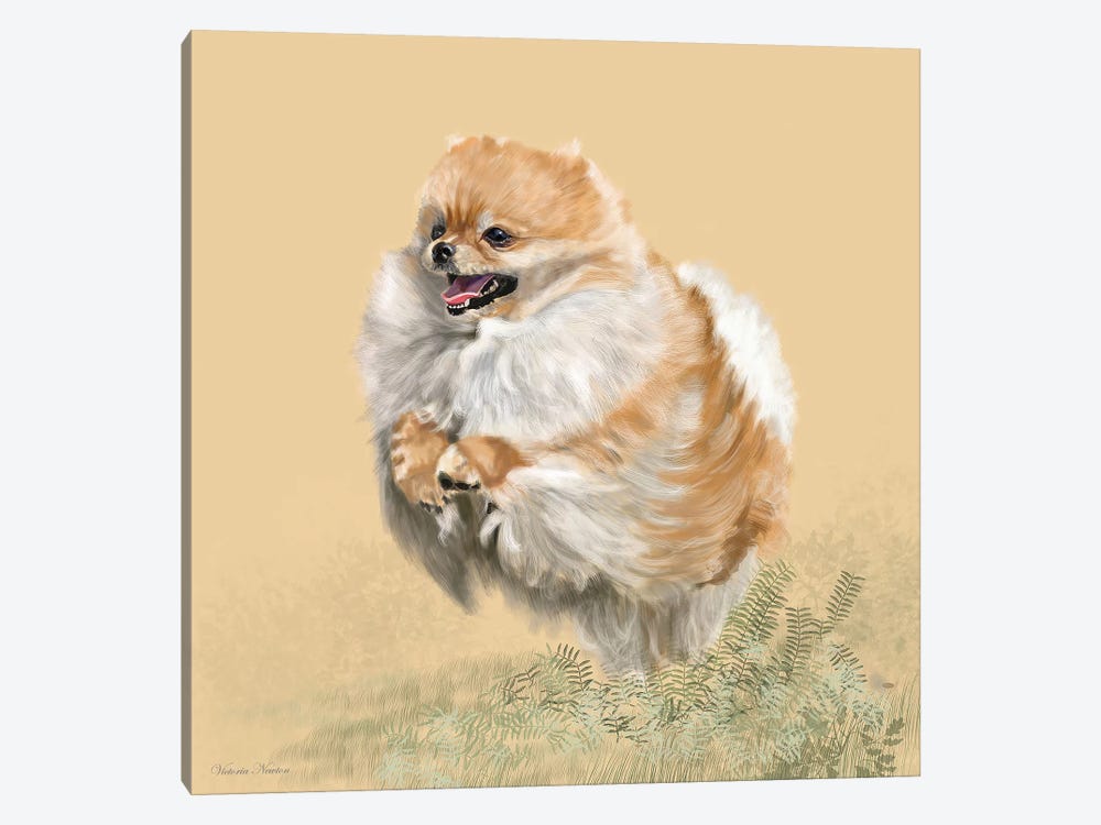 Pomeranian by Vicki Newton 1-piece Canvas Art Print