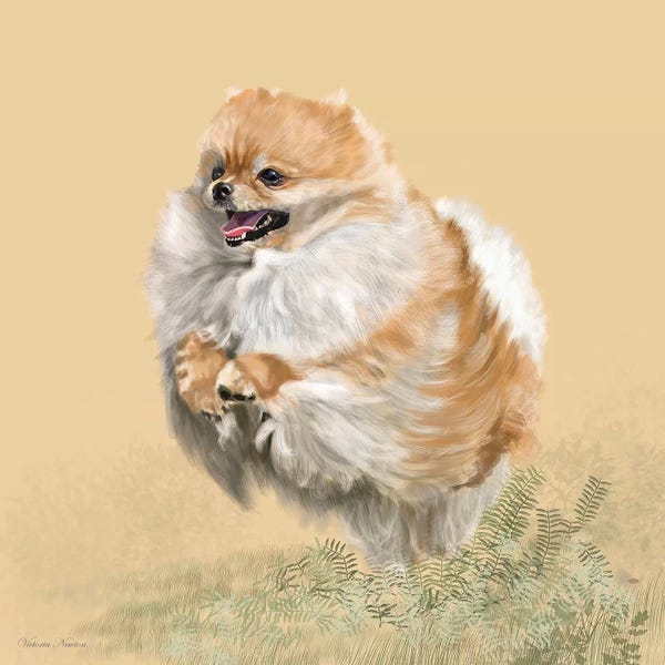 Vicki Newton: Pomeranian by Vicki Newton