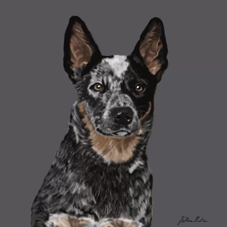 Australian Cattle Dog