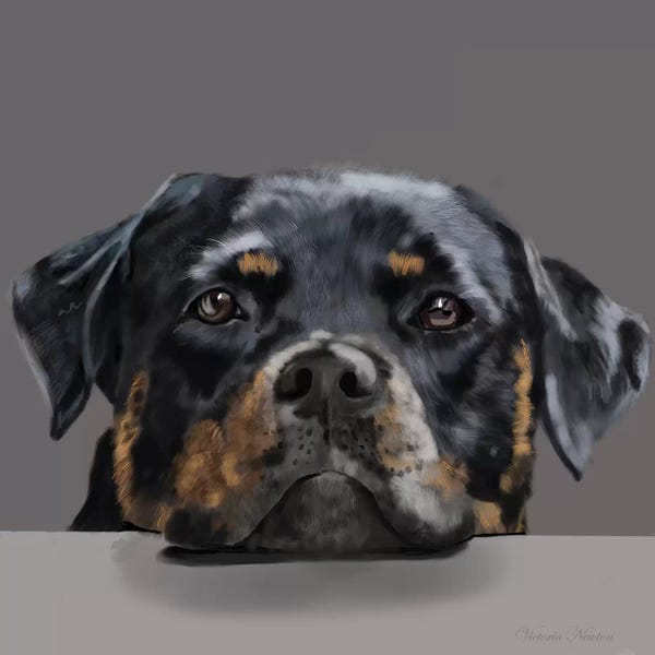 Vicki Newton: Rotweiller by Vicki Newton