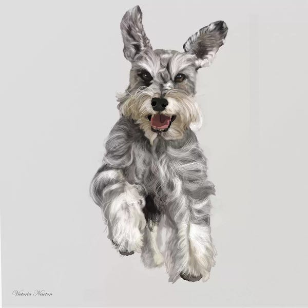 Vicki Newton: Schnauzer by Vicki Newton