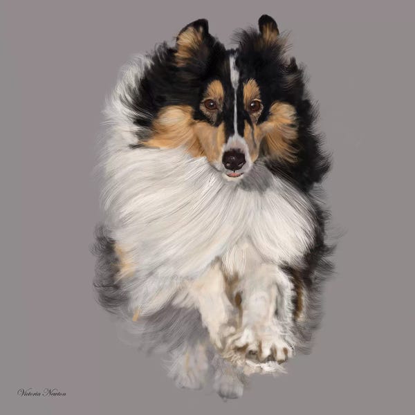 Vicki Newton: Sheltie by Vicki Newton