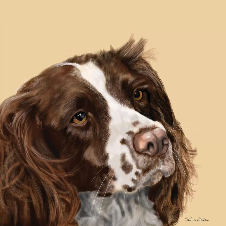 Spaniel