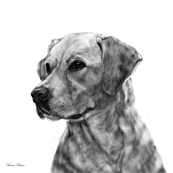 Vicki Newton: Yellow Lab Black & White by Vicki Newton
