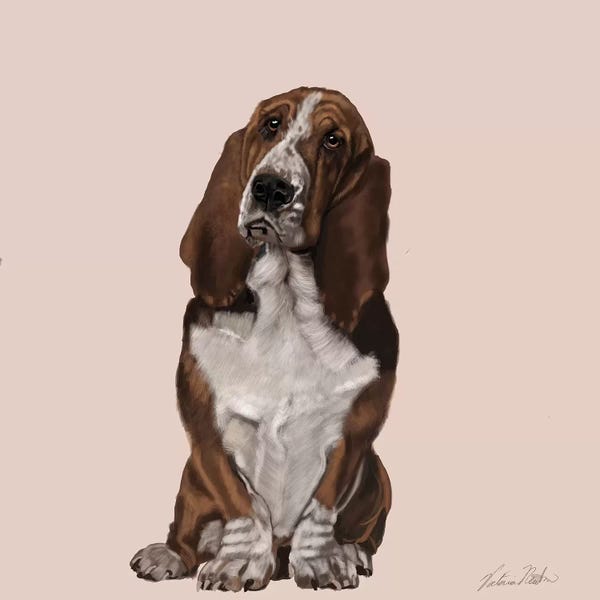 Vicki Newton: Bassett Hound by Vicki Newton