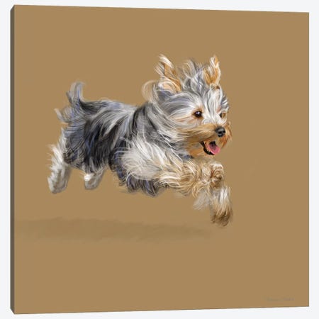 Yorkshire Terrier Canvas Print #VNE70} by Vicki Newton Canvas Wall Art