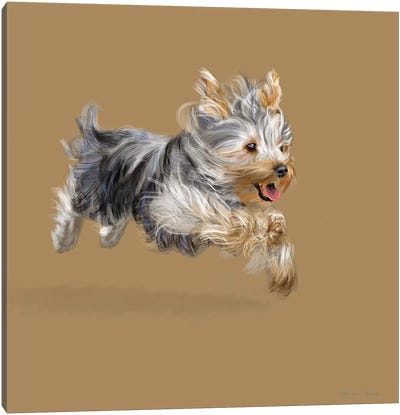 Yorkshire Terrier Canvas Art Print - Vicki Newton