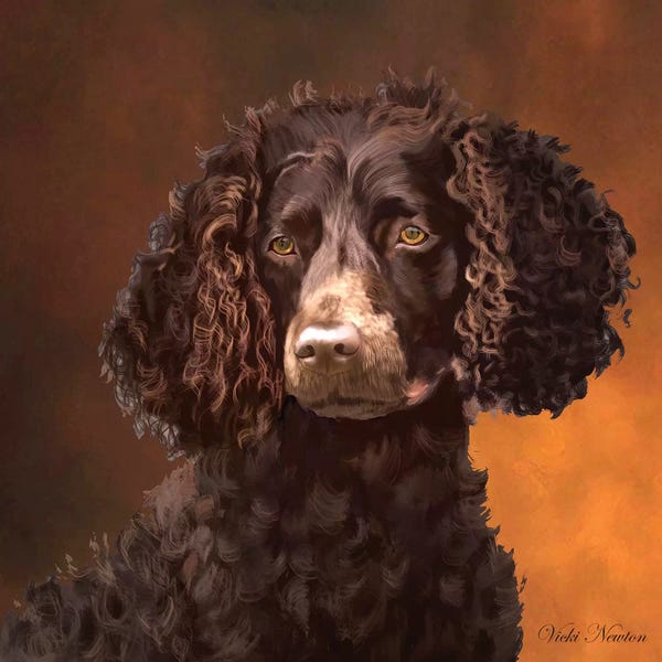 Vicki Newton: American Water Spaniel by Vicki Newton