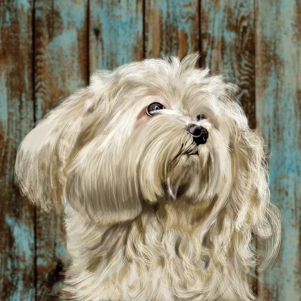 Vicki Newton: Bichon Frise by Vicki Newton