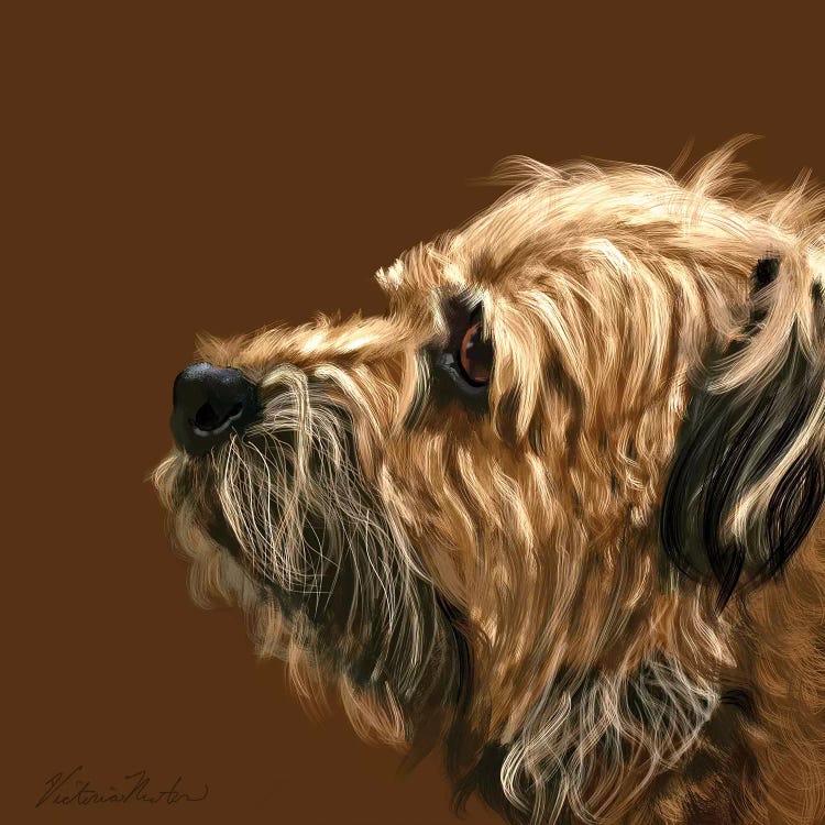 Border Terrier