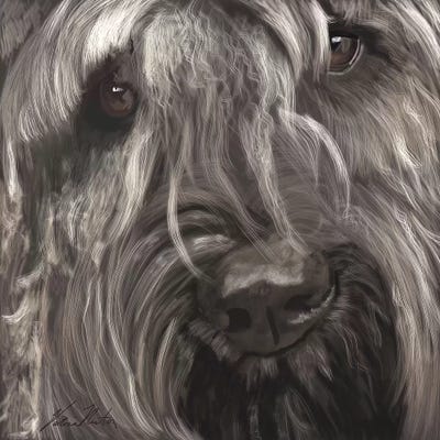 Bouvier des Flandres