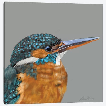 Kingfisher Canvas Print #VNE80} by Vicki Newton Canvas Art Print
