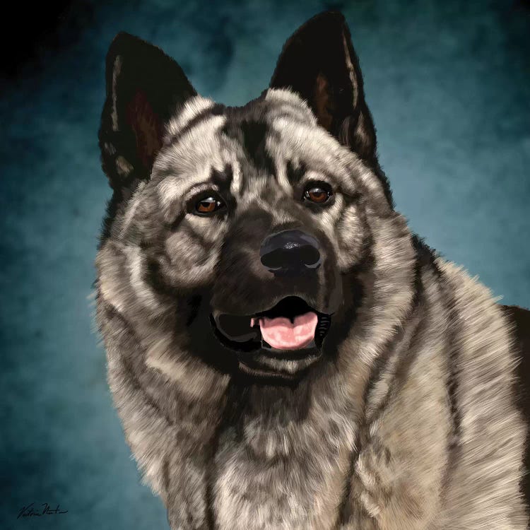 Norwegian Elkhound