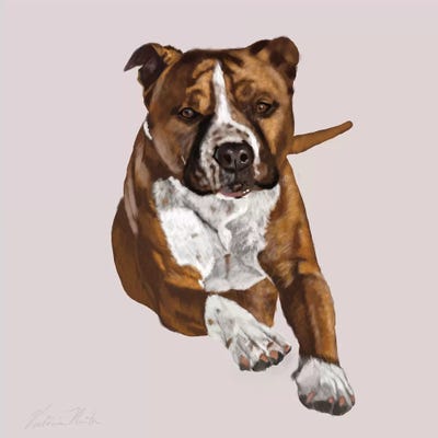 Pit Bull Comin Your Way by Vicki Newton metal wall art