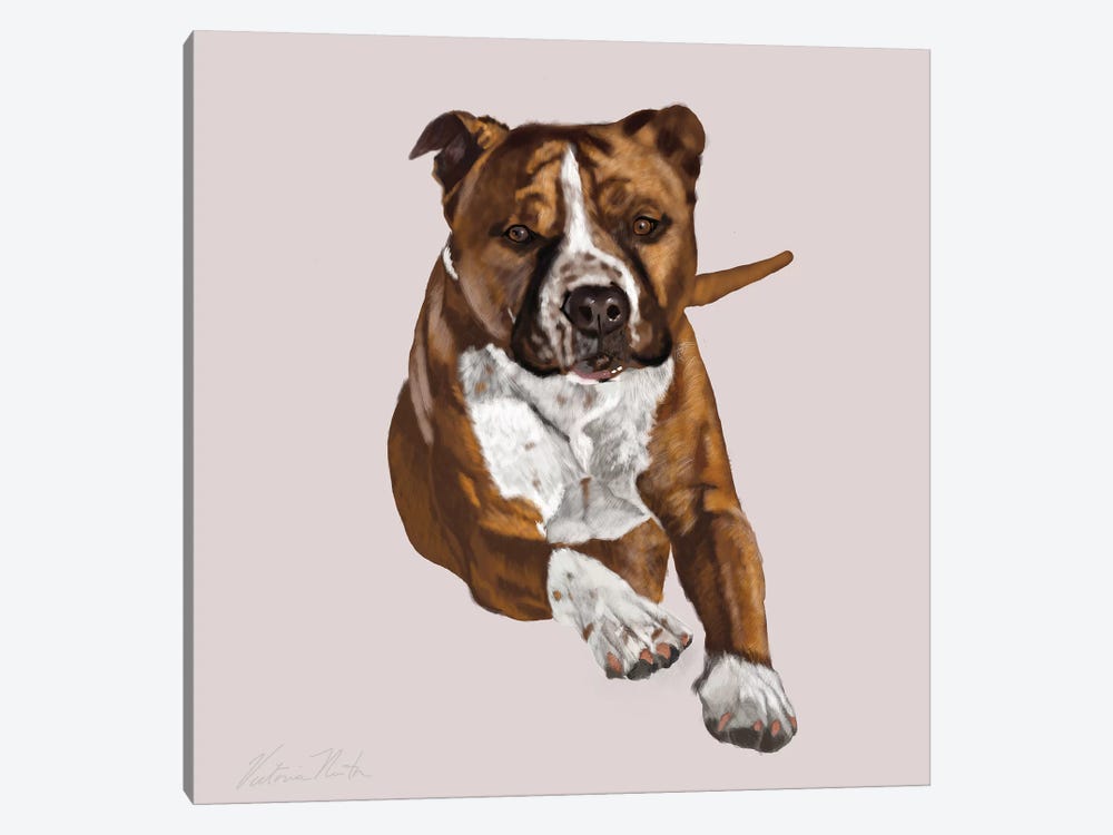 Pit Bull Comin Your Way by Vicki Newton 1-piece Art Print