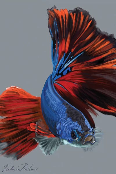 Vicki Newton: Siamese Fighting Fish by Vicki Newton